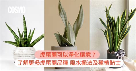 電信蘭風水|虎尾蘭｜助淨化家居環境？一文了解品種/風水擺法及種植貼